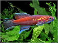Снимка на Callopanchax occidentalis  (Clausen, 1966)