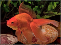 Снимка на Carassius auratus auratus (Linnaeus, 1758)