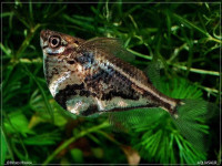 Снимка на Carnegiella strigata  (Günther, 1864)