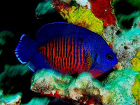 Снимка на Centropyge bispinosa (Gunther, 1860)