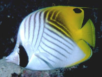 Снимка на Chaetodon auriga ( Forsskal, 1775)