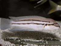 Снимка на Chalinochromis sp. bifrenatus