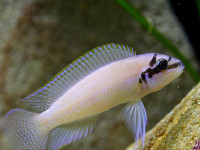 Снимка на Chalinochromis brichardi  (Poll, 1974)