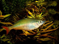 Снимка на Chilatherina bleheri  (Allen, 1985)