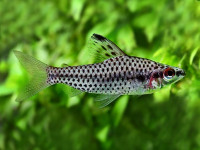 Снимка на Chilodus punctatus  (Müller & Troschel, 1844)