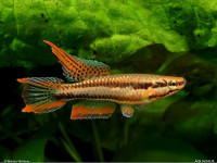 Снимка на Aphyosemion bivittatum  (Lünnberg, 1895)
