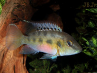 Снимка на Chromidotilapia guntheri  (Sauvage, 1882)