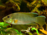 Снимка на Chromidotilapia kingsleyae (Boulenger, 1898)