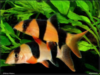 Снимка на Chromobotia macracanthus  (Bleeker, 1852)