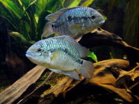 Снимка на Cichlasoma portalegrense  (Hensel, 1870)