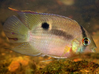 Снимка на Cleithracara maronii  (Steindachner, 1881)