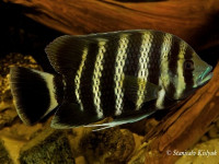 Снимка на Coelotilapia joka  (Audenaerde, 1969)