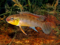 Снимка на Congochromis dimidiatus  (Pellegrin, 1900)