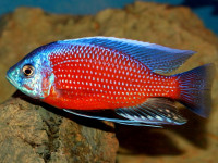 Снимка на Copadichromis borleyi  (Iles, 1960)