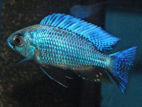 Снимка на Copadichromis chrysonotus  (Boulenger, 1908)
