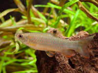 Снимка на Copeina guttata  (Steindachner, 1876)