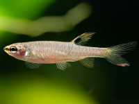 Снимка на Copella arnoldi  (Regan, 1912)