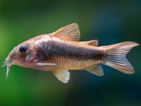 Снимка на Corydoras aeneus  (Gill, 1858)