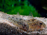 Снимка на Corydoras cochui  (Myers & Weitzman, 1954)