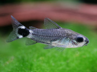 Снимка на Corydoras hastatus  (Eigenmann & Eigenmann, 1888)