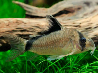 Снимка на Corydoras metae  (Eigenmann, 1914)