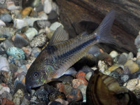 Снимка на Corydoras nattereri  (Steindachner, 1876)