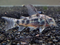 Снимка на Corydoras paleatus  (Jenyns, 1842)