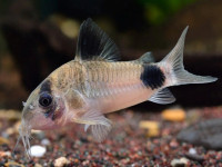 Снимка на Corydoras panda  (Nijssen & Isbrücker, 1971)