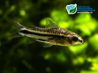 Снимка на Corydoras pygmaeus (Knaack, 1966)