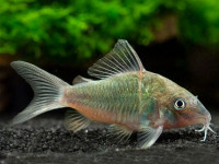 Снимка на Corydoras splendens (Castelnau, 1855)