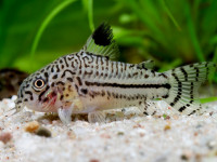 Снимка на Corydoras trilineatus  (Cope, 1872)