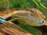 Снимка на Corynopoma riisei  (Gill, 1858)