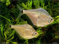 Снимка на Ctenobrycon spilurus  (Valenciennes, 1850)
