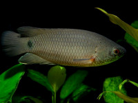 Снимка на Ctenopoma kingsleyae  (Günther, 1896)