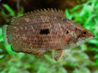 Снимка на Ctenopoma weeksii  (Boulenger, 1896)