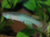 Снимка на Cynodonichthys magdalenae  (Eigenmann & Henn, 1916)
