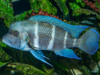 Снимка на Cyphotilapia frontosa  (Boulenger, 1906)