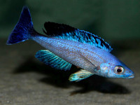 Снимка на Cyprichromis leptosoma  (Boulenger, 1898)
