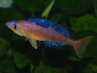 Снимка на Cyprichromis microlepidotus  (Poll, 1956)