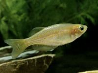 Снимка на Danio albolineatus  (Blyth, 1860)