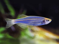 Снимка на Danio kerri  (Smith, 1931)