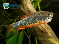 Снимка на Danio margaritatus  (Roberts, 2007)