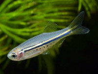 Снимка на Danio nigrofasciatus  (Day, 1870)