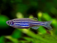 Снимка на Danio rerio  (Hamilton, 1822)