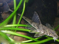 Снимка на Dasyloricaria filamentosa  (Steindachner, 1878)