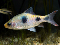 Снимка на Dawkinsia arulius  (Jerdon, 1849)