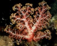 Снимка на Dendronephthya sp.