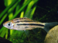 Снимка на Desmopuntius johorensis (Duncker, 1904)