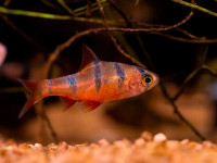 Снимка на Desmopuntius pentazona   (Boulenger, 1894)