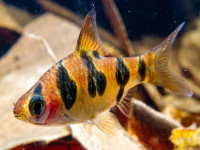 Снимка на Desmopuntius rhomboocellatus (Koumans, 1940)